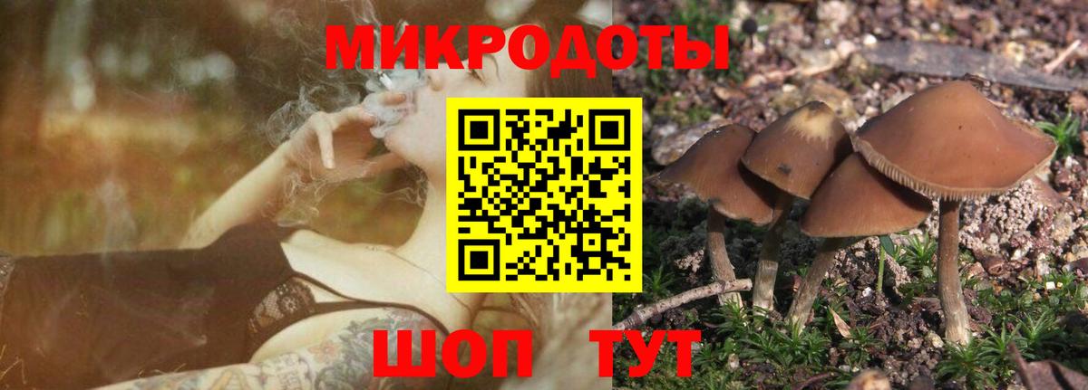 Псилоцибиновые грибы мицелий Новокузнецк